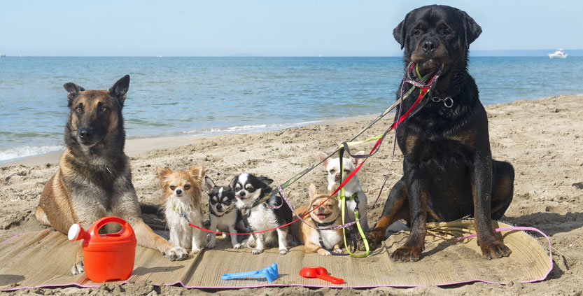 Dogs on the beach
